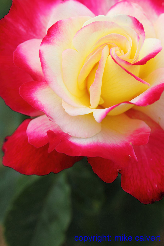 Double Delight hybrid tea rose - creamy white with red edges - North Yorkshire